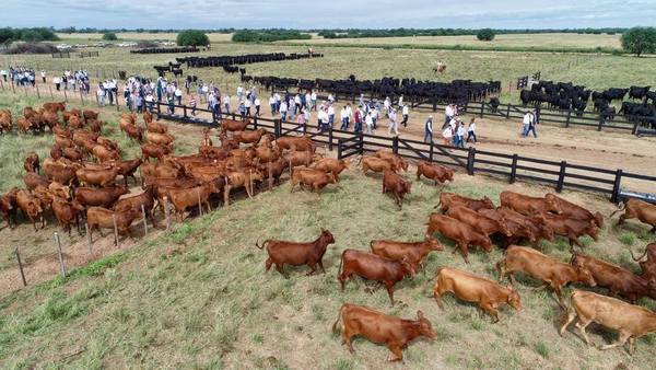 Demuestran fuerte apuesta por la genética brangus - ADN Paraguayo