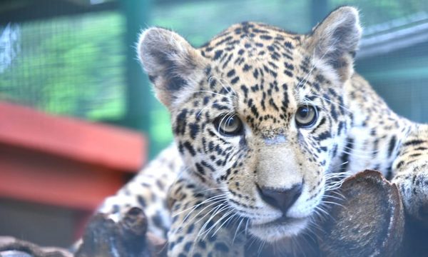 Itaipú está a pasos de lograr su membresía en la asociación latinoamericana de zoológicos