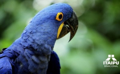 Itaipu a pasos de membresía de Aso. Latinoamericana de Zoológicos