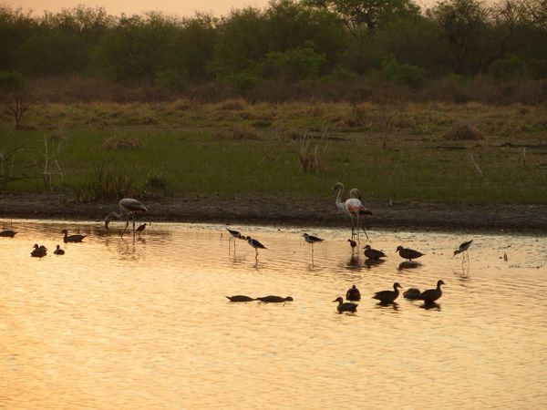 El Chaco un polo de desarrollo que debe acompañar al medioambiente