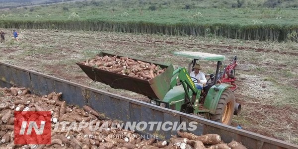 CNEL. BOGADO: 500.000 KG DE MANDIOCA AGUARDAN MERCADO.