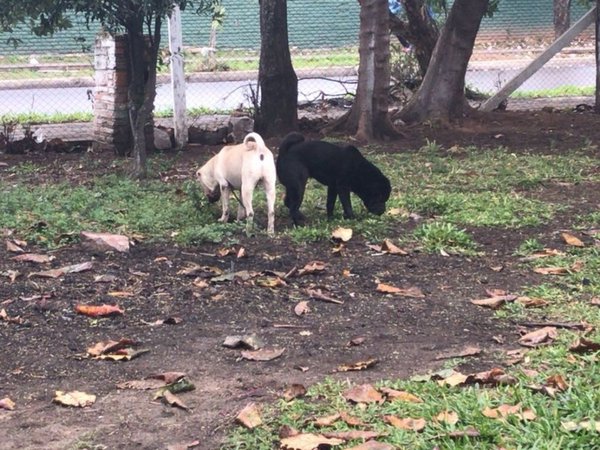 Por maltrato animal, doña paga multa y tiene prohibido tomar