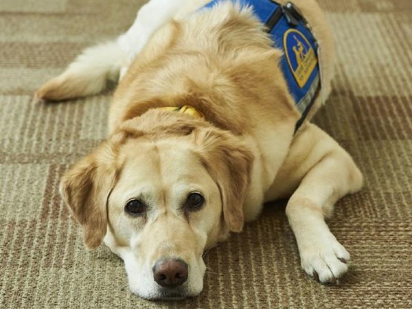 El auge de perros que dan consuelo en las cortes impulsa ley en EEUU