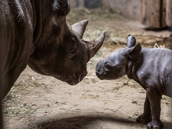 El zoológico de Chicago anuncia el nacimiento de un rinoceronte negro