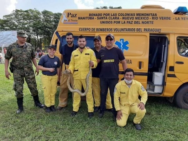 Rescatan a curiyú en zona urbana de Tacuatí y la liberan en el río