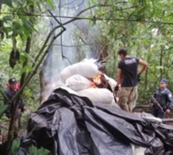 Senad destruye 14 mil kilos de marihuana en Caazapá - Paraguay.com