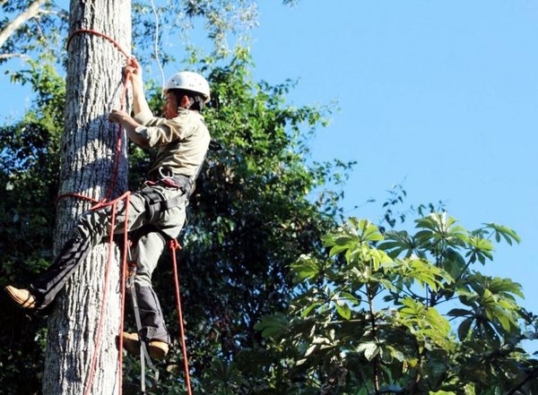 Banco de conservación genética forestal - Edicion Impresa - ABC Color