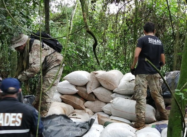 Destruyen más de 14.000 kilos de marihuana - Radio 1000 AM