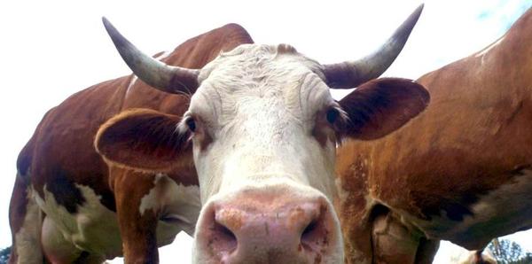 Brasil ante la sospecha de una caso de Vaca Loca en Mato Grosso