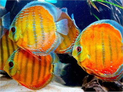 ¿Por qué algunos peces marinos se adaptan al agua dulce?