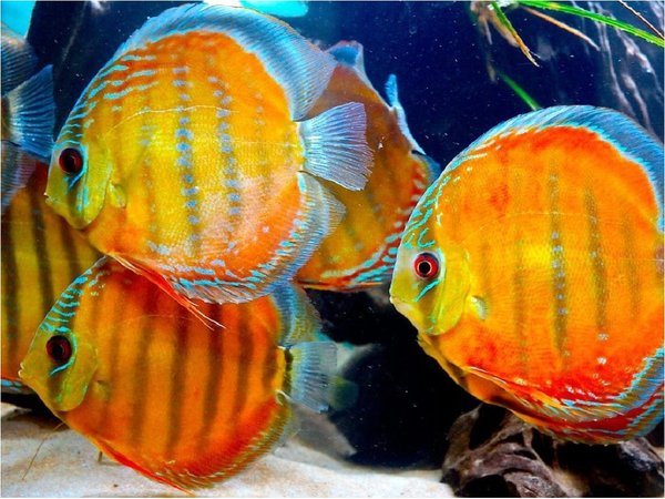 ¿Por qué algunos peces marinos se adaptan al agua dulce?