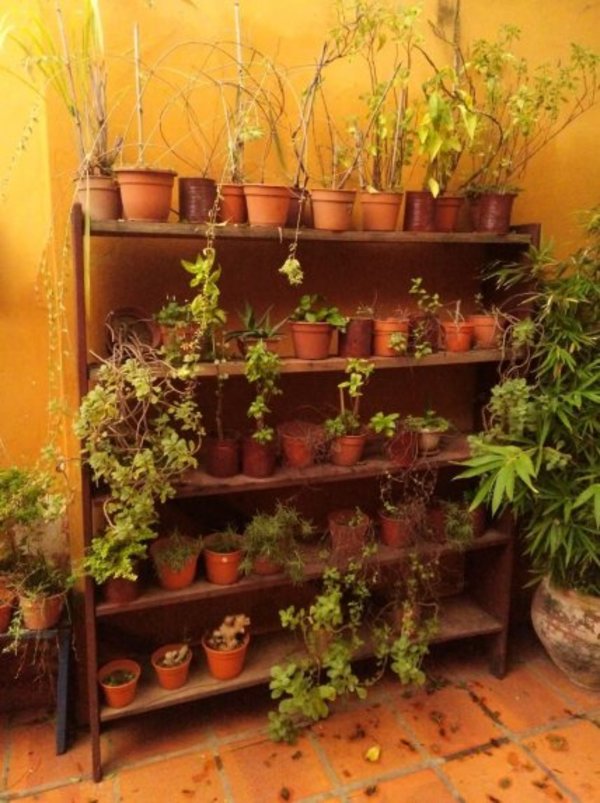 Huerta urbana, un hobby que beneficia al bolsillo y brinda frescura a tu hogar - Periodismo Joven - ABC Color