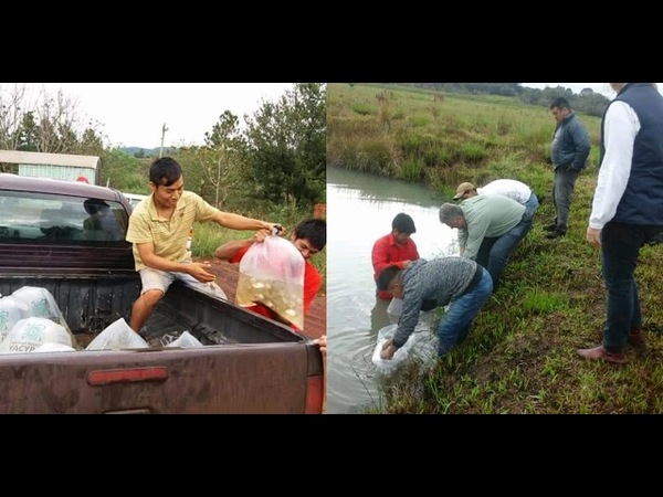 ENTREGAN ALEVINES A COMUNIDADES INDIGENAS DE ITAPÚA