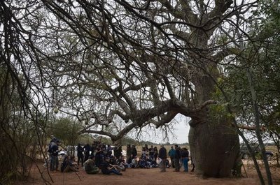 “Colosos de la tierra”: Esperan que chaqueños postulen nuevamente a árboles de la región