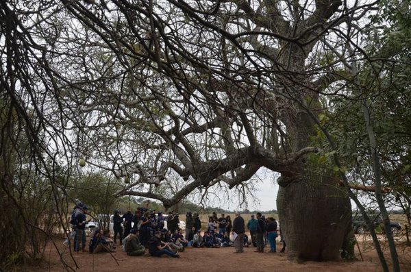 “Colosos de la tierra”: Esperan que chaqueños postulen nuevamente a árboles de la región