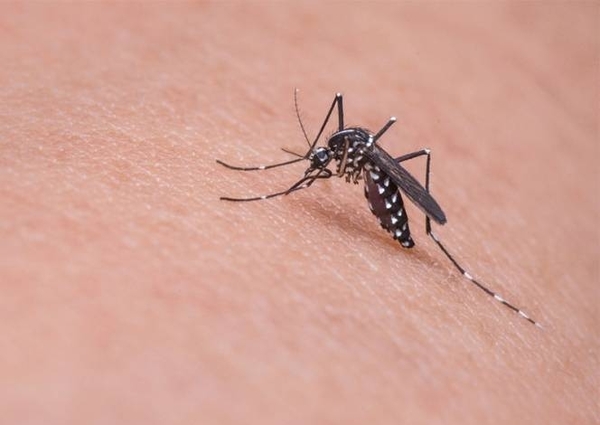 HOY / Siete muertos por dengue y casos avanzan en todo el país