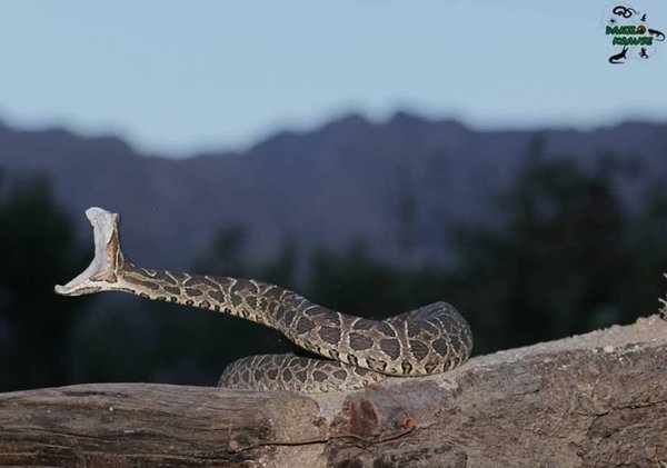 Serpientes: ¿Son peligrosas? - Especiales - ABC Color