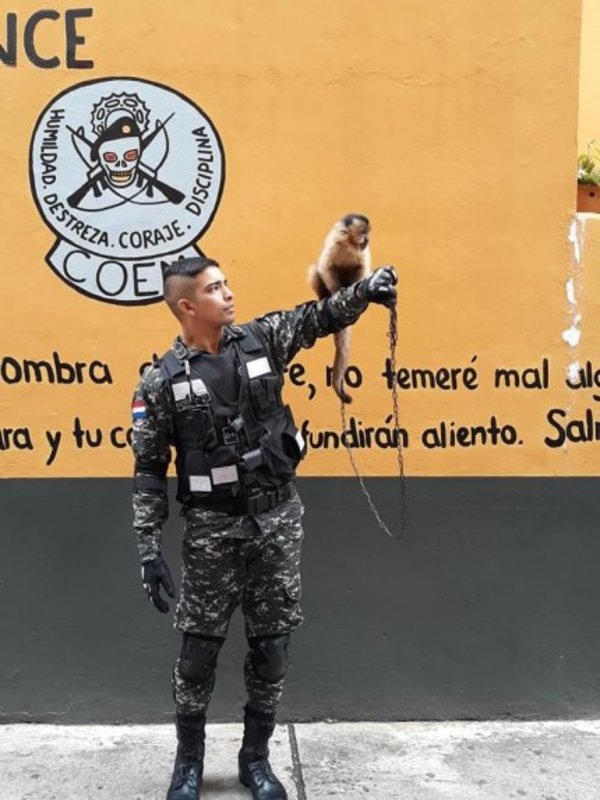 Linces presentarán a su mono mascota en la Expo - Nacionales - ABC Color