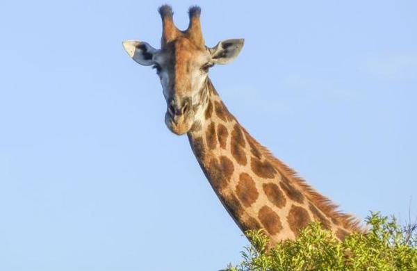Lamentable: las jirafas se suman a la lista de animales en peligro de extinción - C9N