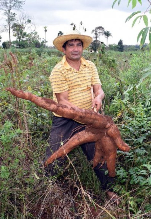 Dificultad para vender 30.000 Ha de mandioca