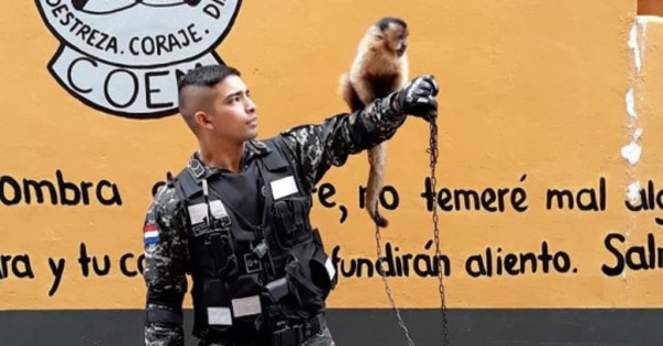 Les cañearon mal a los Lince por tener mono