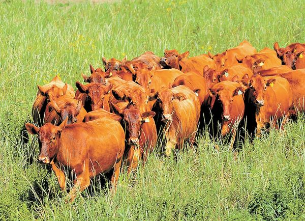 El Paraguay exportará ganado al mercado de Kazajistán