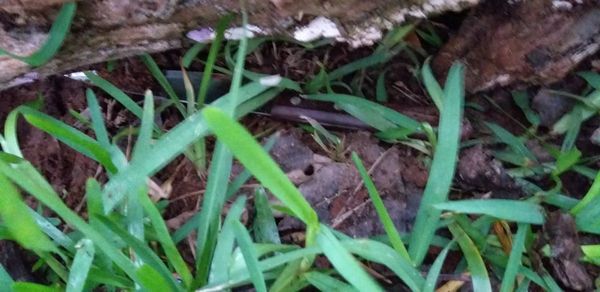 Mató a su padrastro por maltratar a su madre