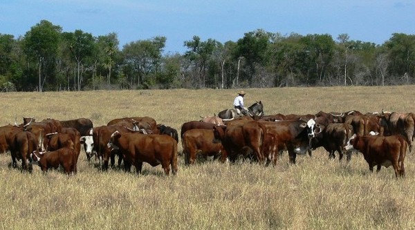 Paraguay busca exportar un importante volumen de ganado en pie a Kazajstán