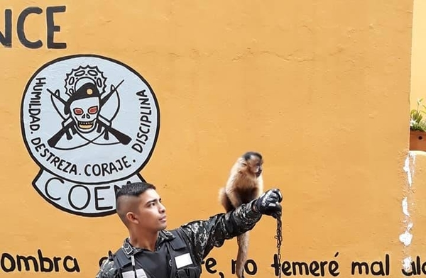 HOY / Monito bautizado con el nombre de Khon, es el nuevo "miembro" del grupo policial Lince