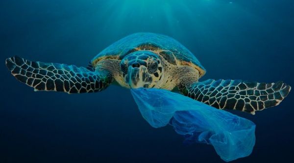 Claves para luchar contra la contaminación plástica - Ciencia - ABC Color