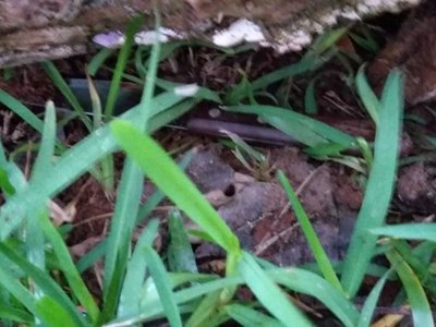Esperó que su padrastro durmiera y luego le mató