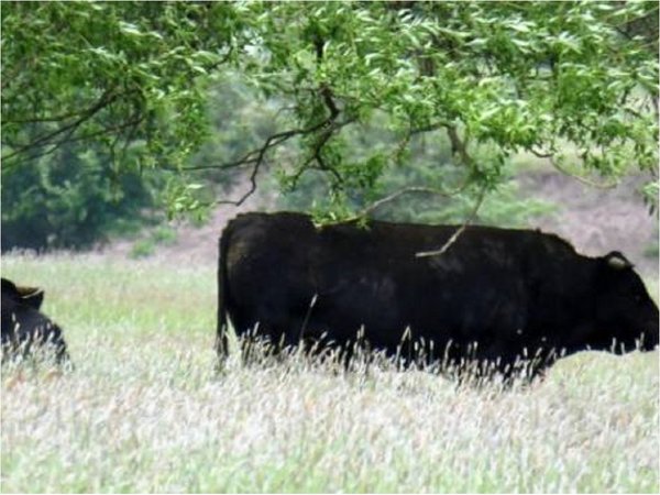 Polonia "indulta" a 180 vacas que pastaban en libertad desde hace años