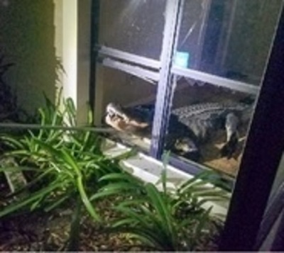 Visita inesperada: Encontró un cocodrilo en su cocina - Paraguay.com