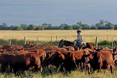 La raza brangus se consolida como herramienta de crecimiento