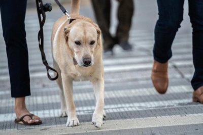 Los dueños de perros se ejercitan más - Mascotas - ABC Color