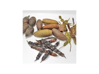 Centro de semillas conserva genética de árboles nativos