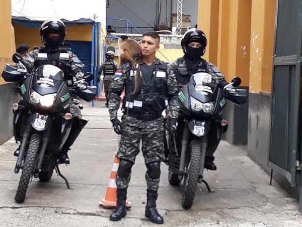 Pese a críticas, Grupo Lince seguirá teniendo a un mono como mascota