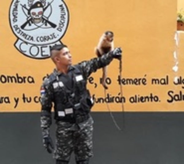 Grupo Lince tiene una nueva mascota - Paraguay.com