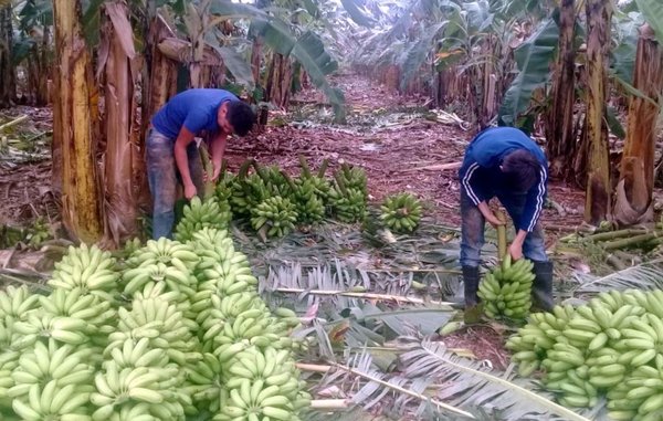 Producen banana de oro en Guayaybí - Edicion Impresa - ABC Color