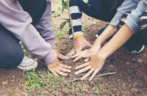 Estudiantes filipinos deberán plantar 10 árboles si se quieren graduar - C9N