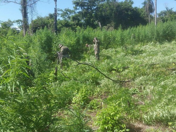 Proponen subsidio para que campesinos dejen de cultivar marihuana