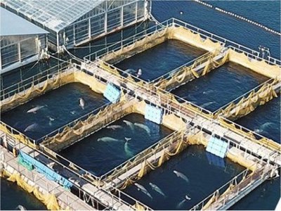 Ecologistas contra uso de "cárcel de ballenas" como atractivo turístico