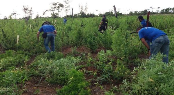 Podrían legalizar uso recreativo de la marihuana