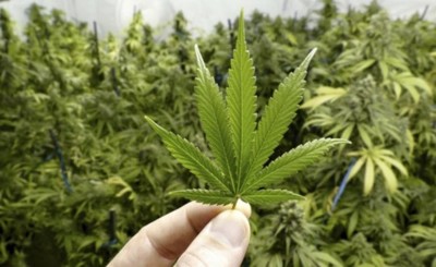 Podrían iniciar trámites para legalizar cultivo de marihuana