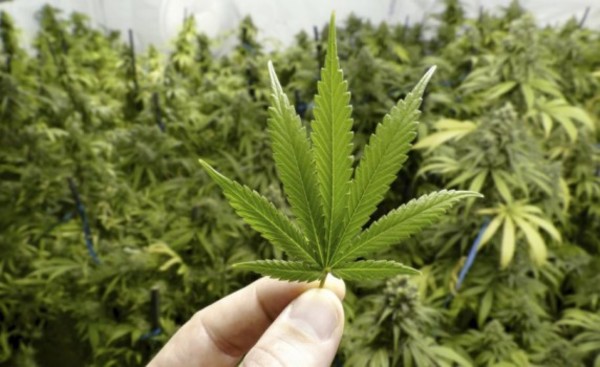 Podrían iniciar trámites para legalizar cultivo de marihuana