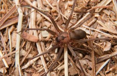 Araña originaria de Sudamérica causa terror en España: es más mortal que una cobra - C9N