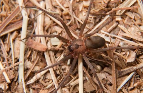 Araña originaria de Sudamérica causa terror en España: es más mortal que una cobra - C9N