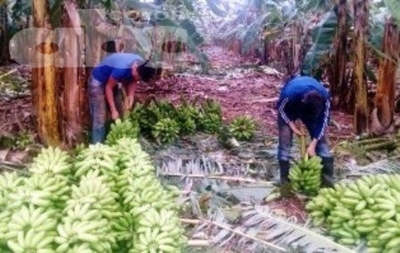 Producen banana de oro en Guayaybí - Edicion Impresa - ABC Color
