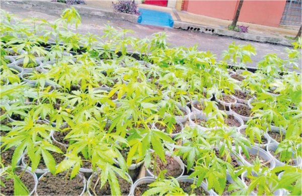Senad: marihuana legal es algo que se viene, según Giuzzio - 730am - ABC Color