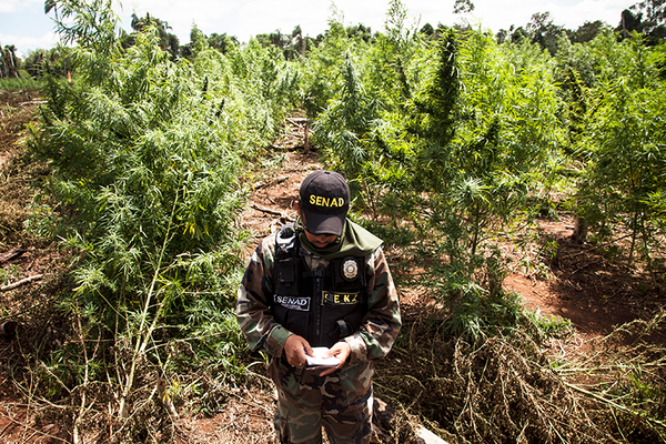 Senad propone subsidio para que campesinos dejen de cultivar marihuana - Digital Misiones